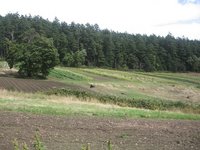 Upper Fields Border Mt. Doug Park
