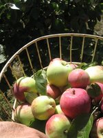 The Old House Orchard
