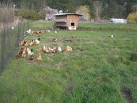 Mobile Chicken House