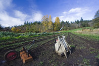 Flame Weeder