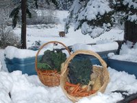 Winter Vegetables