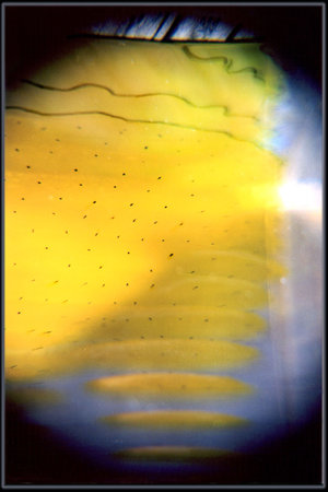 Disappear by 
Arlene Nesbitt