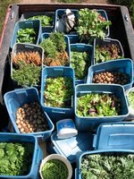 Early July Harvest Selection