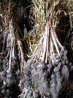 Putting Up The Garlic