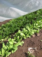 Floating Row Cover