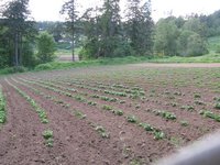 Young Rows