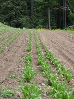 Baby Beets