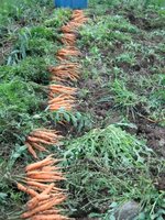 Carrots
