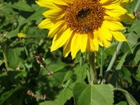 Cover Crops Enhance bird and Bee Habitat