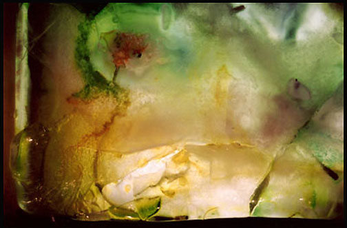 Fish by 
Arlene Nesbitt