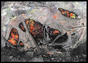 Inflamed by 
Arlene Nesbitt