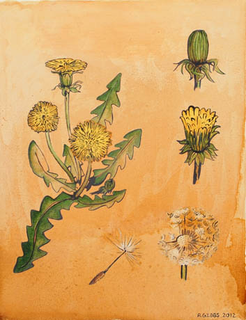Dandelion by 
Alexa Gibbs