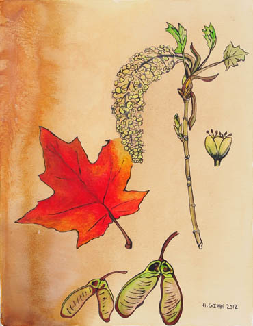 Maple Leaf by 
Alexa Gibbs