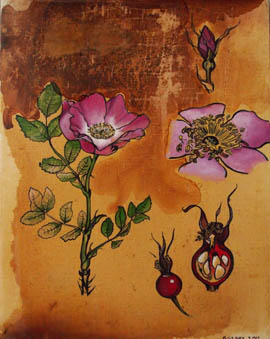 Nootka Rose by 
Alexa Gibbs