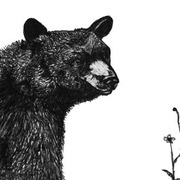 Illustrations