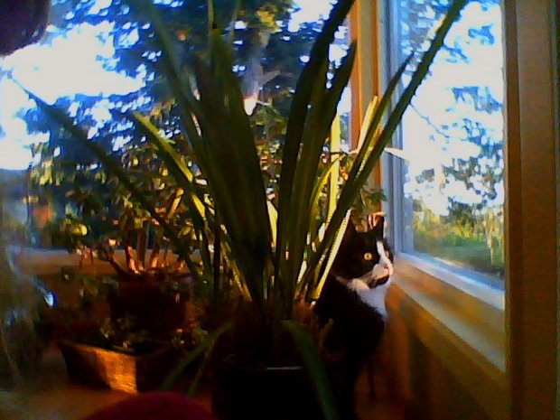 Pause, the Cat by 
Lindsay Beal