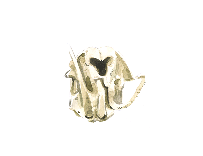MARMOT SKULL by 
AVD Creative