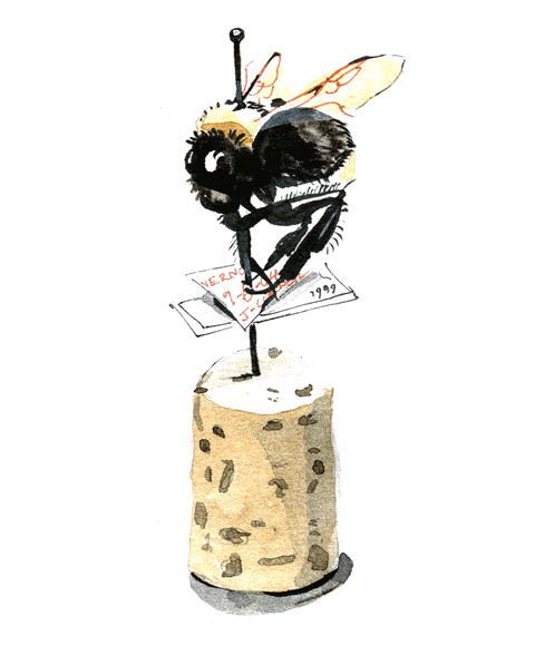 BUMBLEBEE_SPECIMEN by 
AVD Creative
