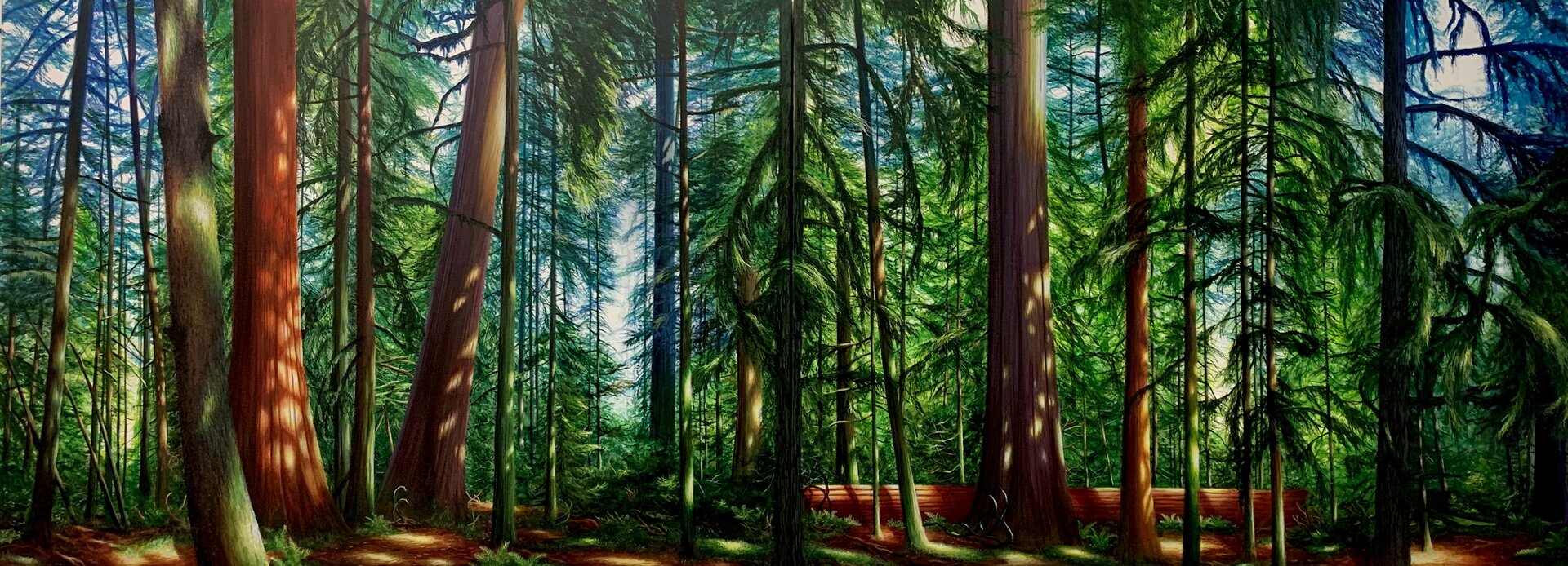 Cathedral Grove by 
Logan Ford
