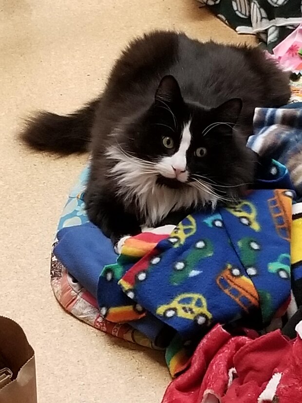 Pause, our Norweigan Forest Cat by 
Lindsay Beal