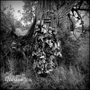 The Shoe Tree Clarmont Ontario by 
Gregory Varano