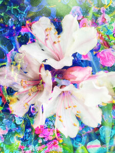 Visions of Spring by 
Carol Auld