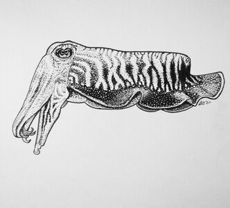 Cuttlefish - Original Pen and Ink Artwork by 
Adam Bartosik