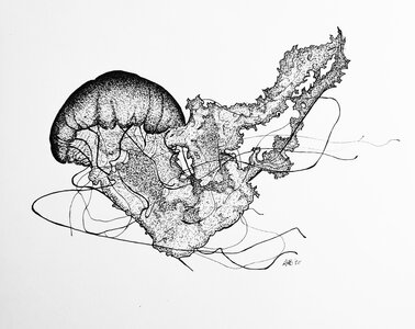 Jellyfish - Original Pen and Ink Artwork by 
Adam Bartosik