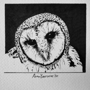 Owl - Original Pen and Ink Artwork by 
Adam Bartosik