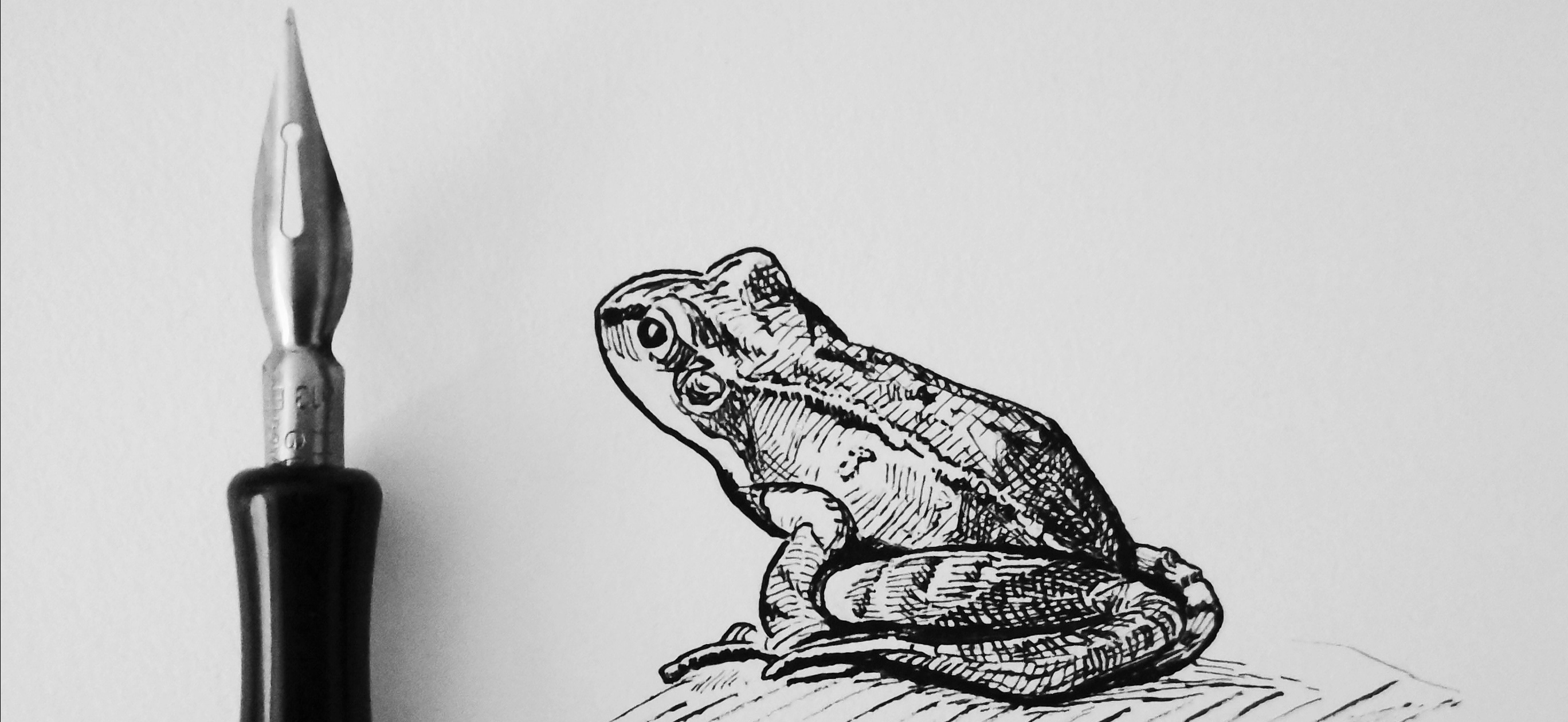 Frog - Original Pen and Ink Artwork by 
Adam Bartosik