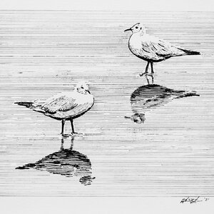 Beach Birds - Original Pen and Ink Artwork by 
Adam Bartosik
