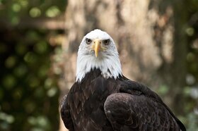 Raptors: Photography: Richard K. Schick @ Imagine That! Artisans' Designs Jun 28 2021 - Jun 26th @ Imagine That! Artisans' Designs