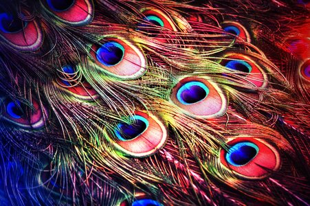 Feather Friends by 
Lynda Lombardi