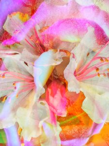 Garden Dreams by 
Carol Auld
