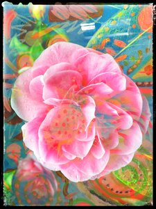 Floral Visions by 
Carol Auld