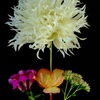 Blackground Floral Design