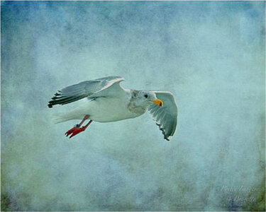 Untitled by 
Brigette Furlonger