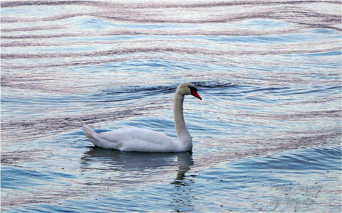 Untitled by 
Brigette Furlonger