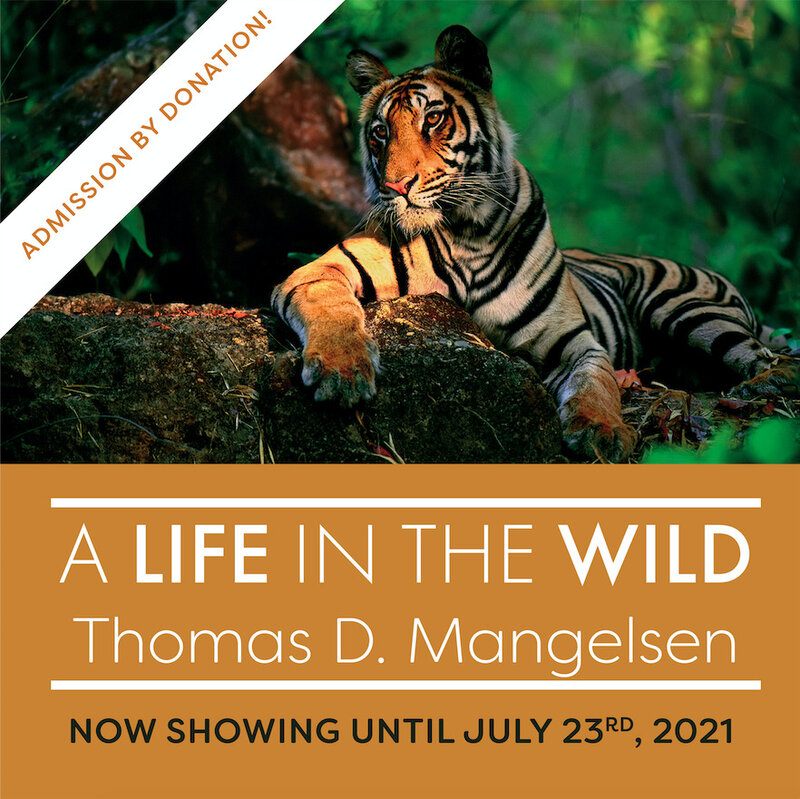 Late Night Opening at the Bateman Gallery: Thomas D. Mangelsen, Robert Bateman @ Bateman Gallery Jul 15 2021 - May 7th @ Bateman Gallery