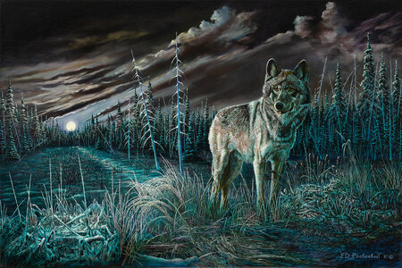 Wolf Who Knows by 
Ed Peekeekoot