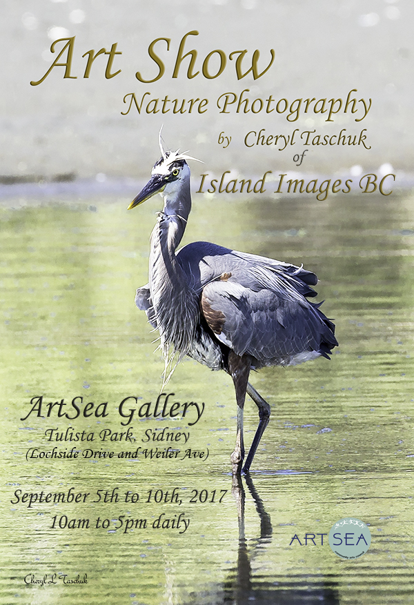 Nature Photography and Art: Cheryl Taschuk  @ ArtSea Gallery Sep 5 2017 - Jun 8th @ ArtSea Gallery