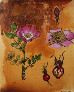 Nootka Rose by 
Alexa Gibbs
