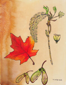 Maple Leaf by 
Alexa Gibbs