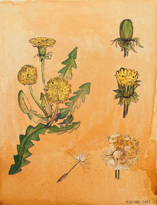 Dandelion by 
Alexa Gibbs
