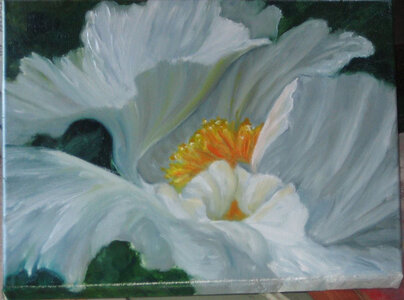Tree Peony by 
Loretta Puckrin
