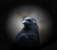 Crows of Malcolm Island: Richard K. Schick @ Imagine That! Artisans' Designs Feb 28 2020 - Jun 3rd @ Imagine That! Artisans' Designs