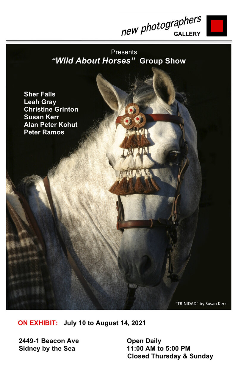 Wild About Horses @ new photographers GALLERY Jul 24 2021 - Jun 3rd @ new photographers GALLERY