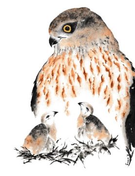 Hawk - Watercolour with Richard Wong: Richard Wong @ The Gardens at HCP Oct 29 2020 - May 1st @ The Gardens at HCP