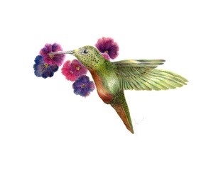 Drawings and Prints: M.G Harvie @ Imagine That! Artisans' Designs Jun 29 2018 - Jun 4th @ Imagine That! Artisans' Designs