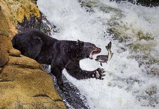 West Coast Wildlife and Landscape Photography with a Taste of Africa: Helen B. Watt  @ ArtSea Gallery Apr 20 2019 - Jun 12th @ ArtSea Gallery